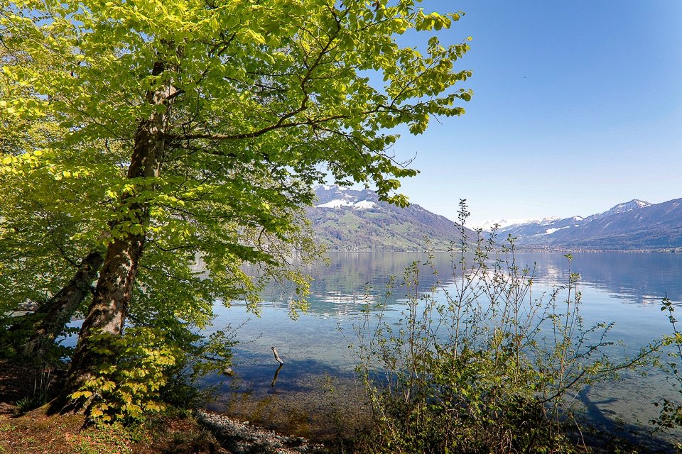 Ein Baum am Zugersee in Immensee