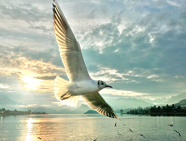 Möwe fliegt im Sonnenuntergang über dem Küssnachtersee